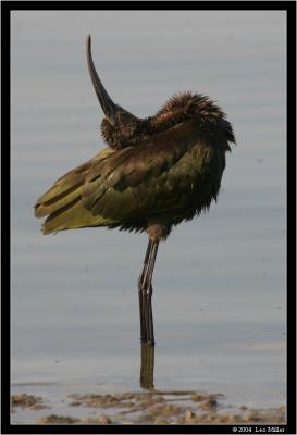 Ibis
