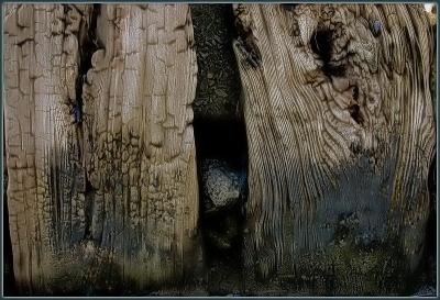 Old wood (2)