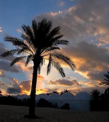 A palm tree at the sunrise