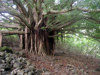 Banyon Tree