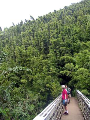 Bamboo, Pipiwai trail