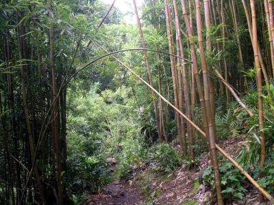 Bamboo, Pipiwai trail
