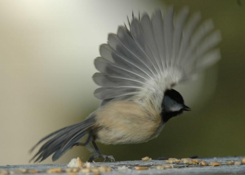 Chickadee taking off