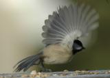 Chickadee taking off