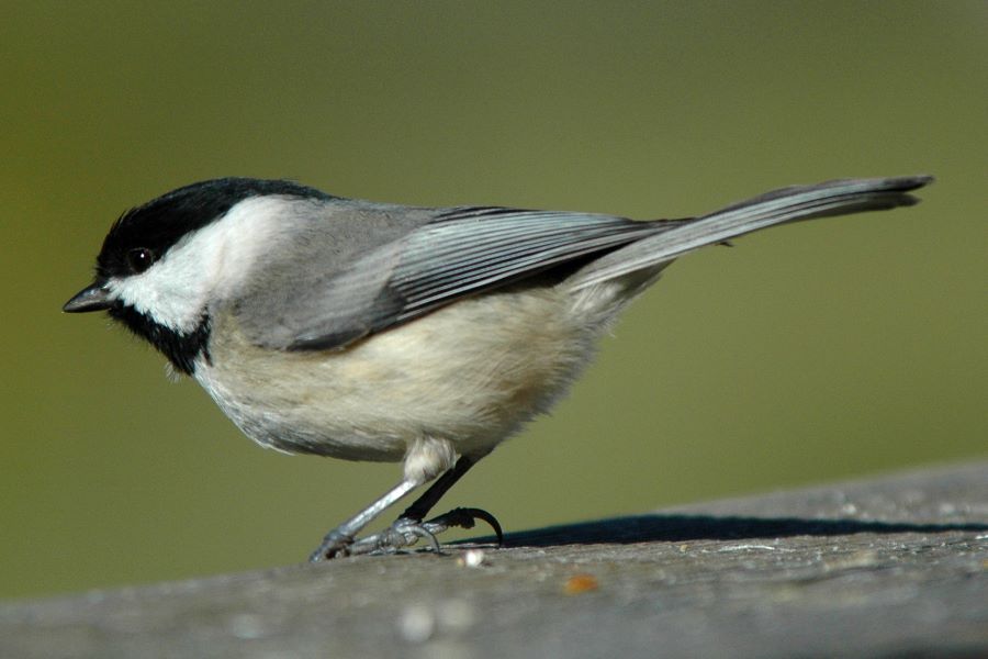Chickadee