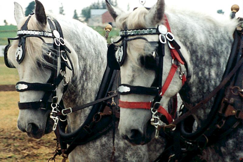 At the Plowing Match  (Canon T50)