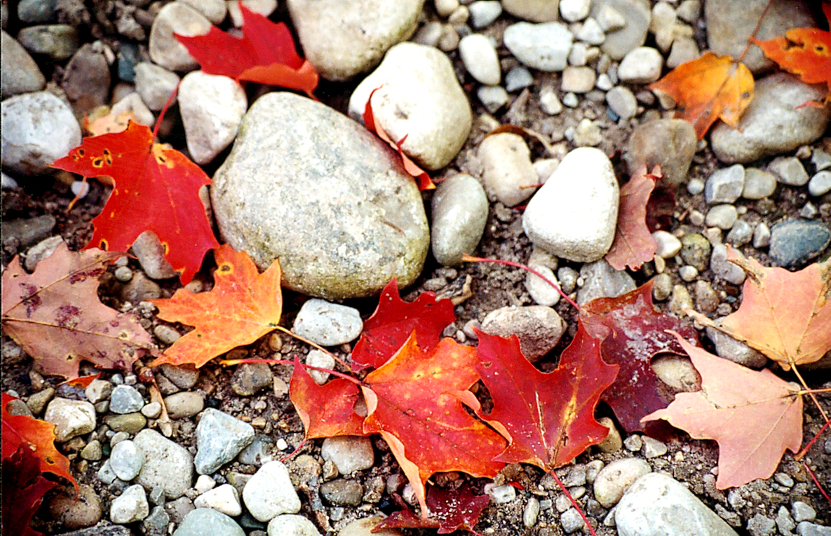 Maple Rocks (Canon T-70)