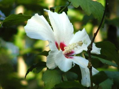 Althea