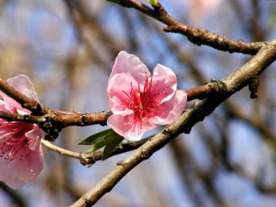 Cherry Blossom