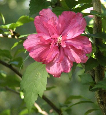 Althea