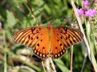 Butterfly1417