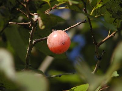 Persimmon1402