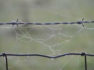 Web and dew