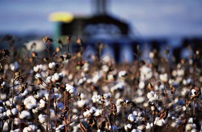 Cotton Farming