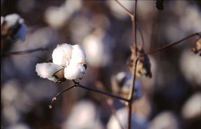 Cotton