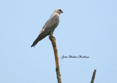 Mississippi Kite - adult