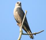 Mississippi Kite (Ictinia mississippiensis)