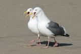 Western Gulls, basic adult