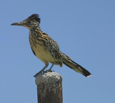 Roadrunner-II