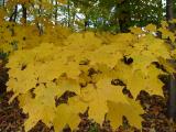 DSC04477.JPG