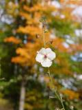 DSC04478.JPG