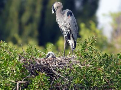 great blue heron mother and chick