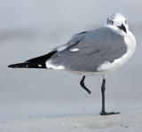 laughing gull. one foot missing