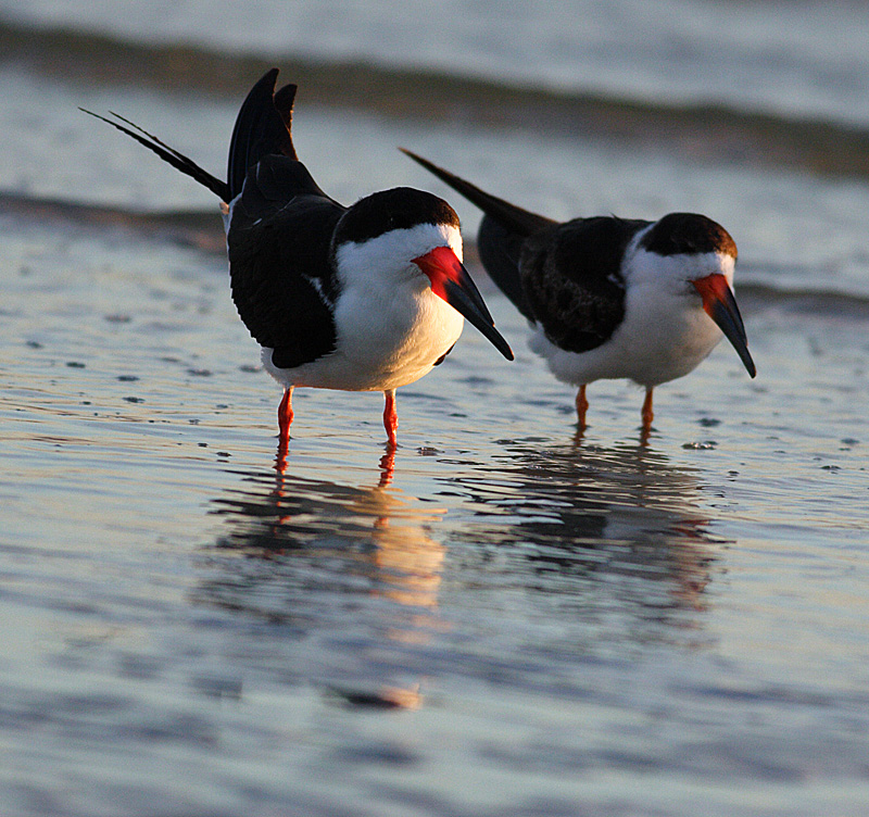 two black skimmers