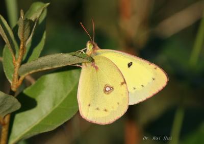 Wild Butterflies