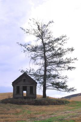 SOLITARY TREE AND SHACK