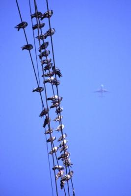 BIRDS ON A WIRE 2