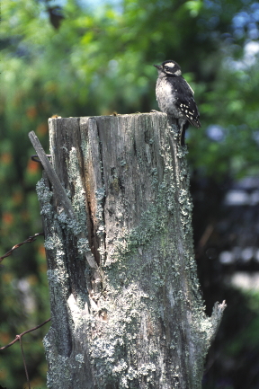ROLLING BAY BABY WOODPECKER