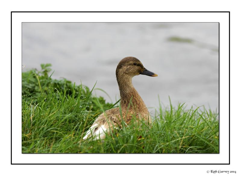 Mallard Duck