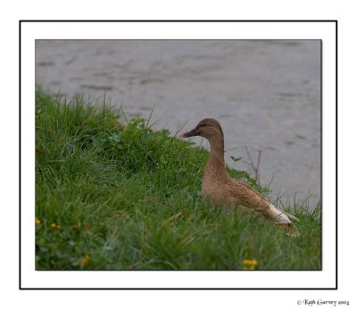 Mallard