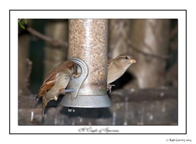 A Couple of Sparrows