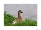 Mallard Duck