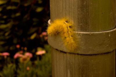 Catapillar