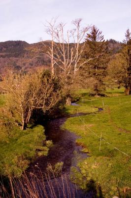 Winding Stream