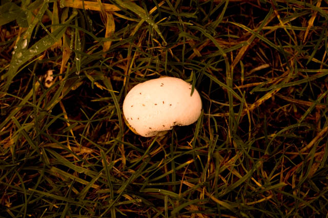Fungus