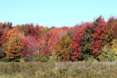 Edge of the Woods  0654