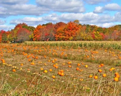Pumpkins   0890-2A