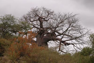 Baobab tree / Baobab boom