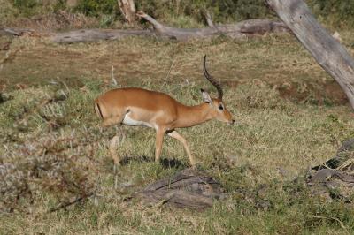 Impala