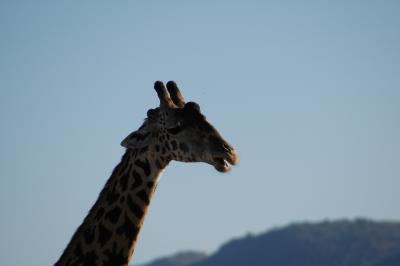 Giraffe / Giraf