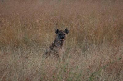 Spotted hyena / Gevlekte hyena