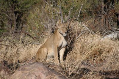 Lioness / Leeuwin