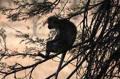 Vervet monkey / Afrikaanse aap