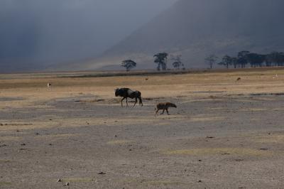 Wildebeest, hyena / Gnoe, hyena