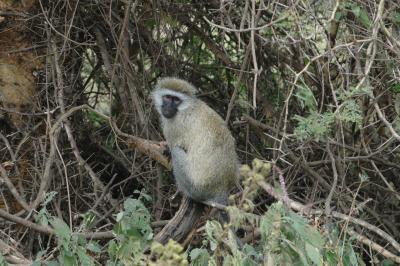 Vervet monkey / Afrikaanse aap