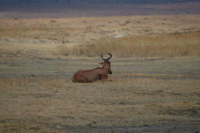 Hartebeest